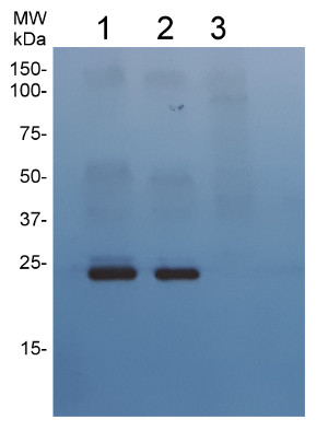 Western blot using anti-cAPX antibodies on A.thaliana samples